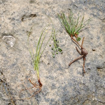 Jil Sander Sun Men deostick pentru bărbați - imagine 3